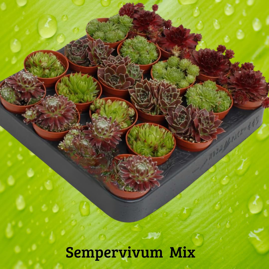 IFLO® Sempervivum Sukkulenten Set – Winterharte pflegeleichte Hauswurz für Garten & Zimmer, vielseitig, frostfest, im Topf vorgezogen, 60 Pflanzen Mischung