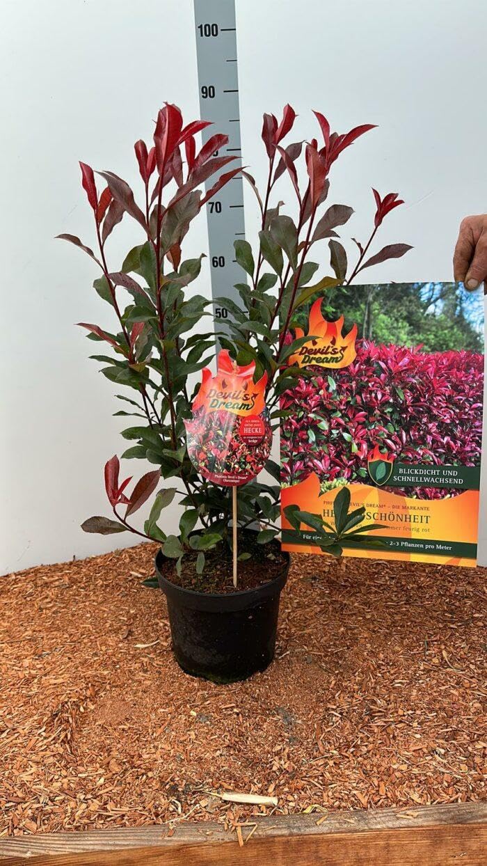 15st. Photinia fraseri 'Devil’s Dream' 40-60cm ohne Topf gemessen– Glanzmispel mit rotem Austrieb | immergrün & winterhart | kompakter Zierstrauch | pflegeleicht | sofort pflanzbar | Heckenpflanzen