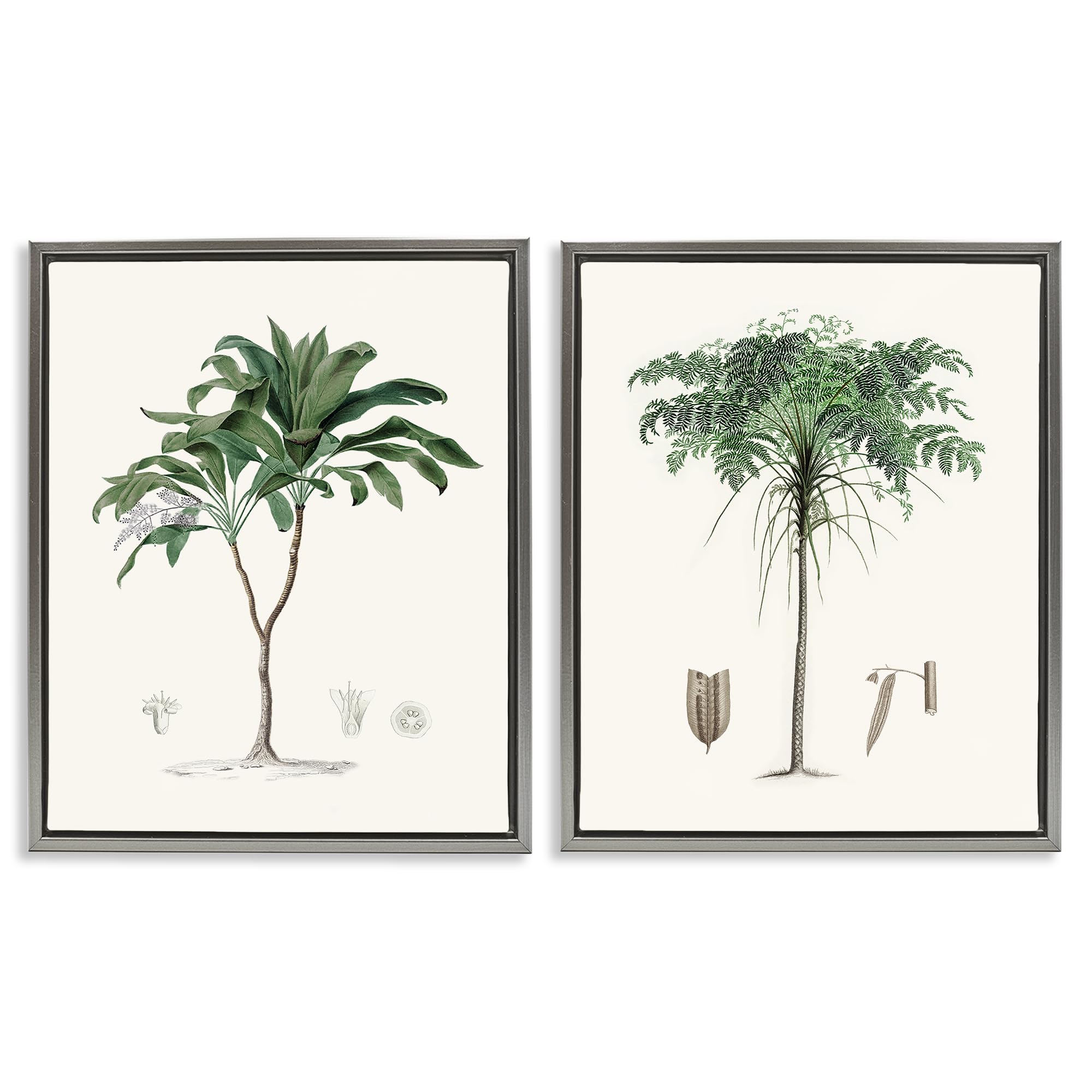 'Two Types of Palms'| 2pc Floating Frame Art Set 2