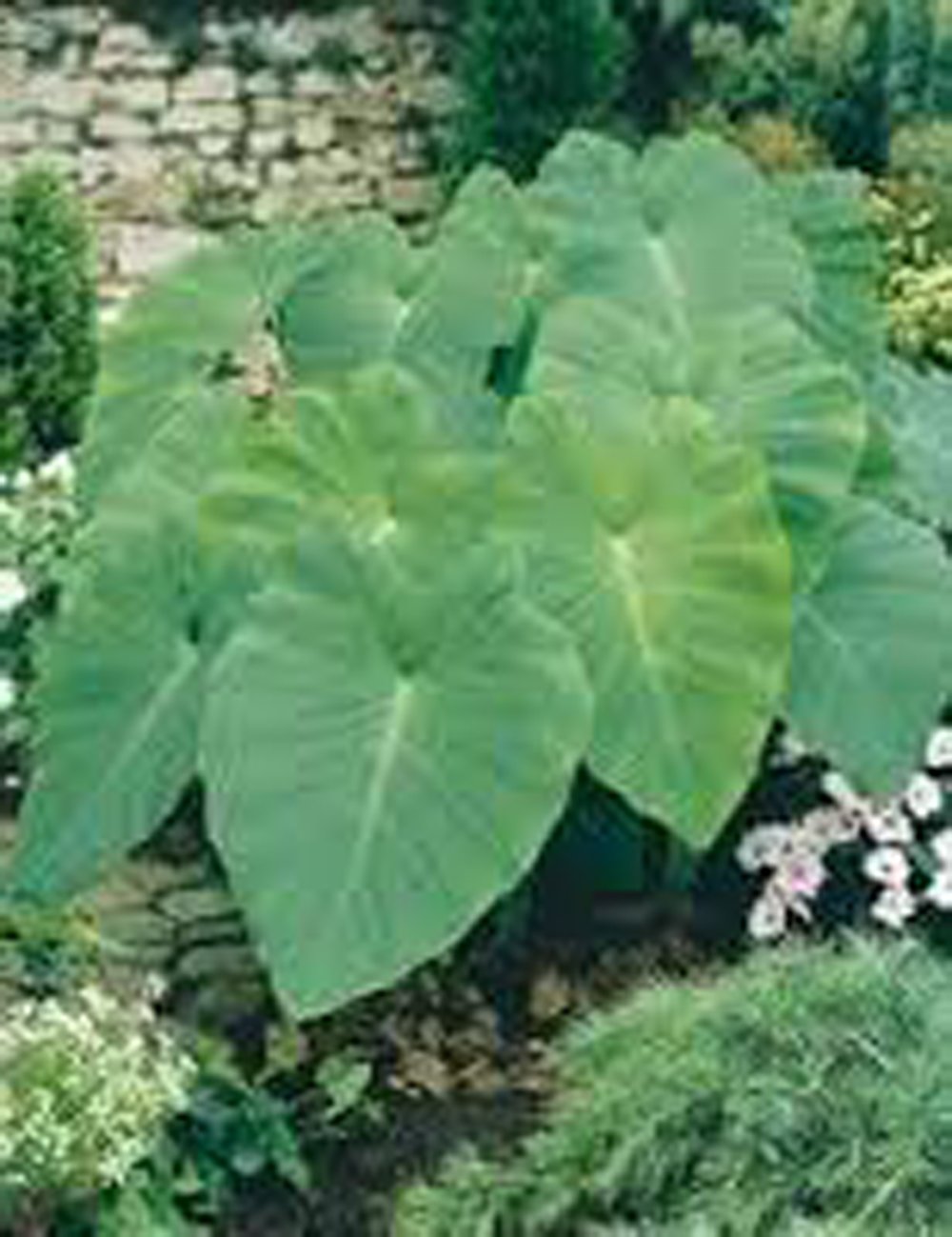 Buy Elephant Ear, Bulb (ONE), Giant Elephant Ear,COLOCASIA, ONE Bulb