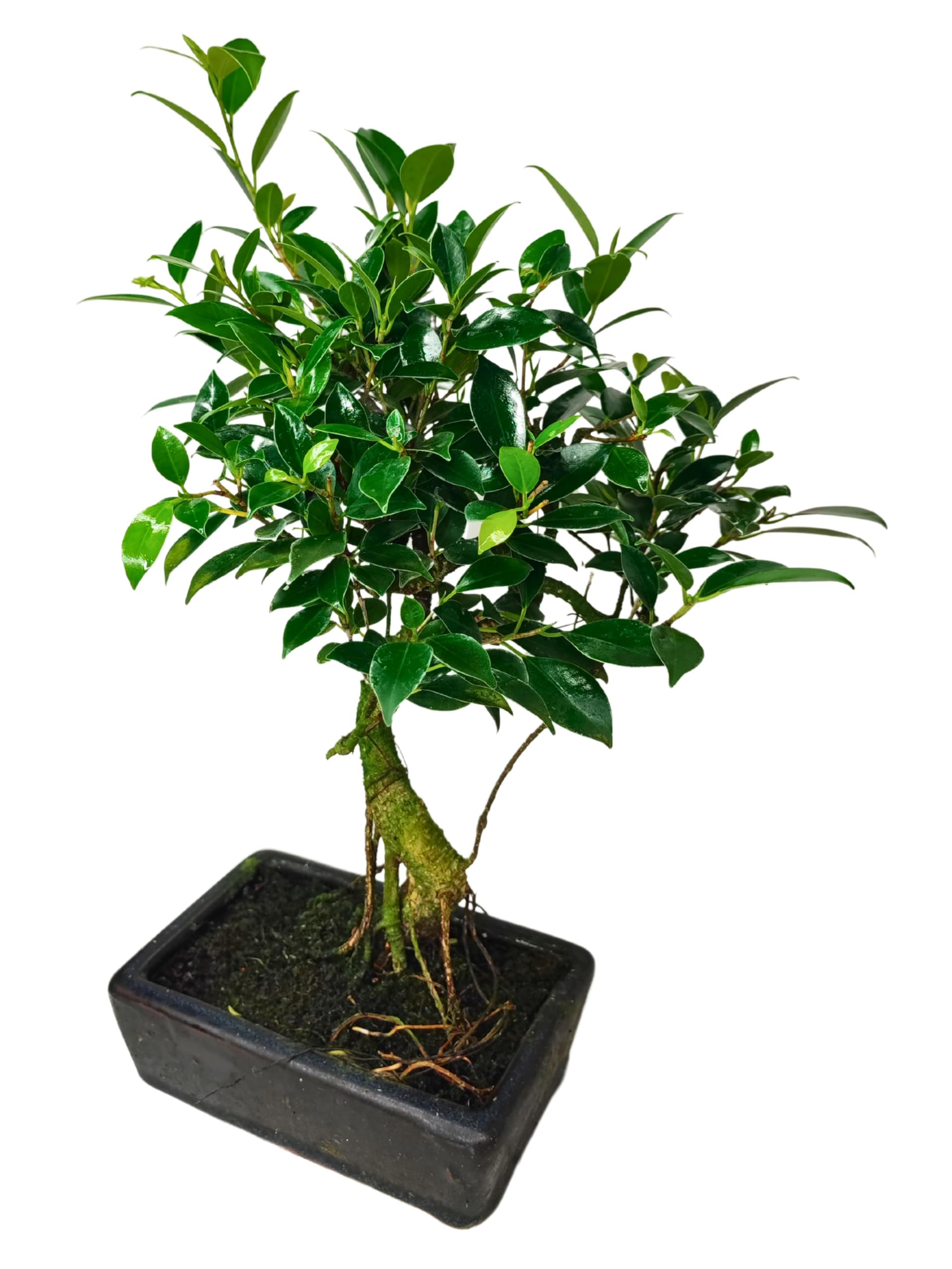 I GIARDINI DI GIULIA - Bonsai Ficus Retusa S-Shape | Tronco Scultoreo e Foglie Lucide | Resistenza e Bassa Manutenzione | Pianta Vera da Interno, Tronco Marrone Foglie Verdi, 45 cm, Biologico