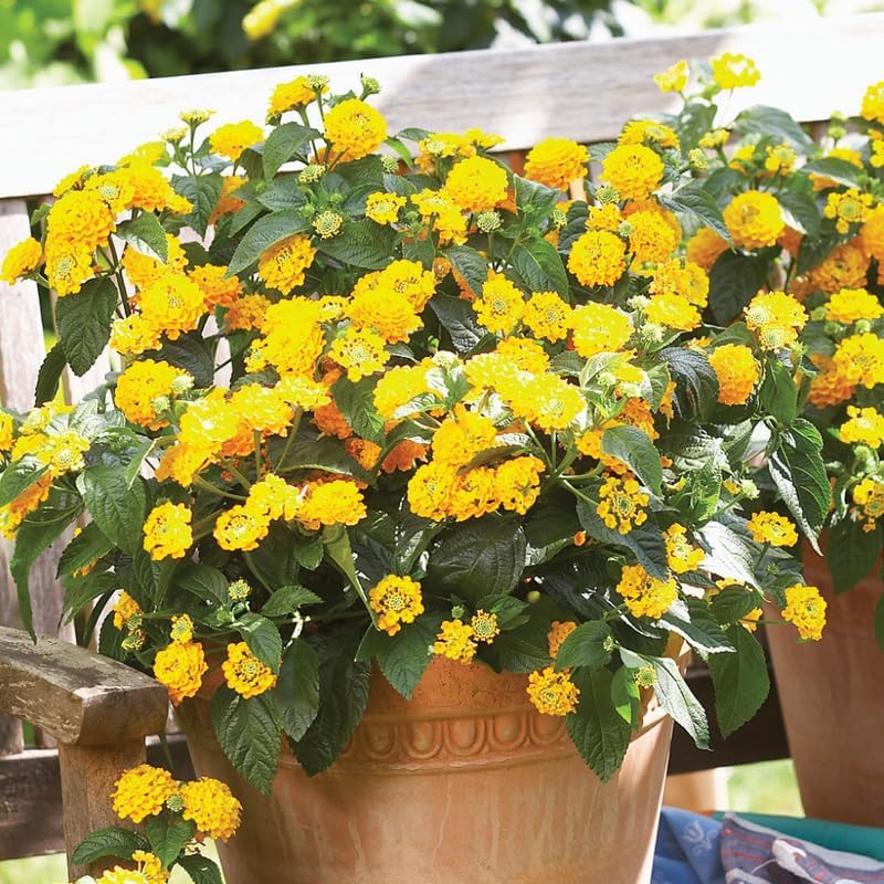Pack 4 Lantana Plants Live, Hardy Flowering Perennial for Outdoor Planting, 4-8 Inches Tall, Yellow Blooms