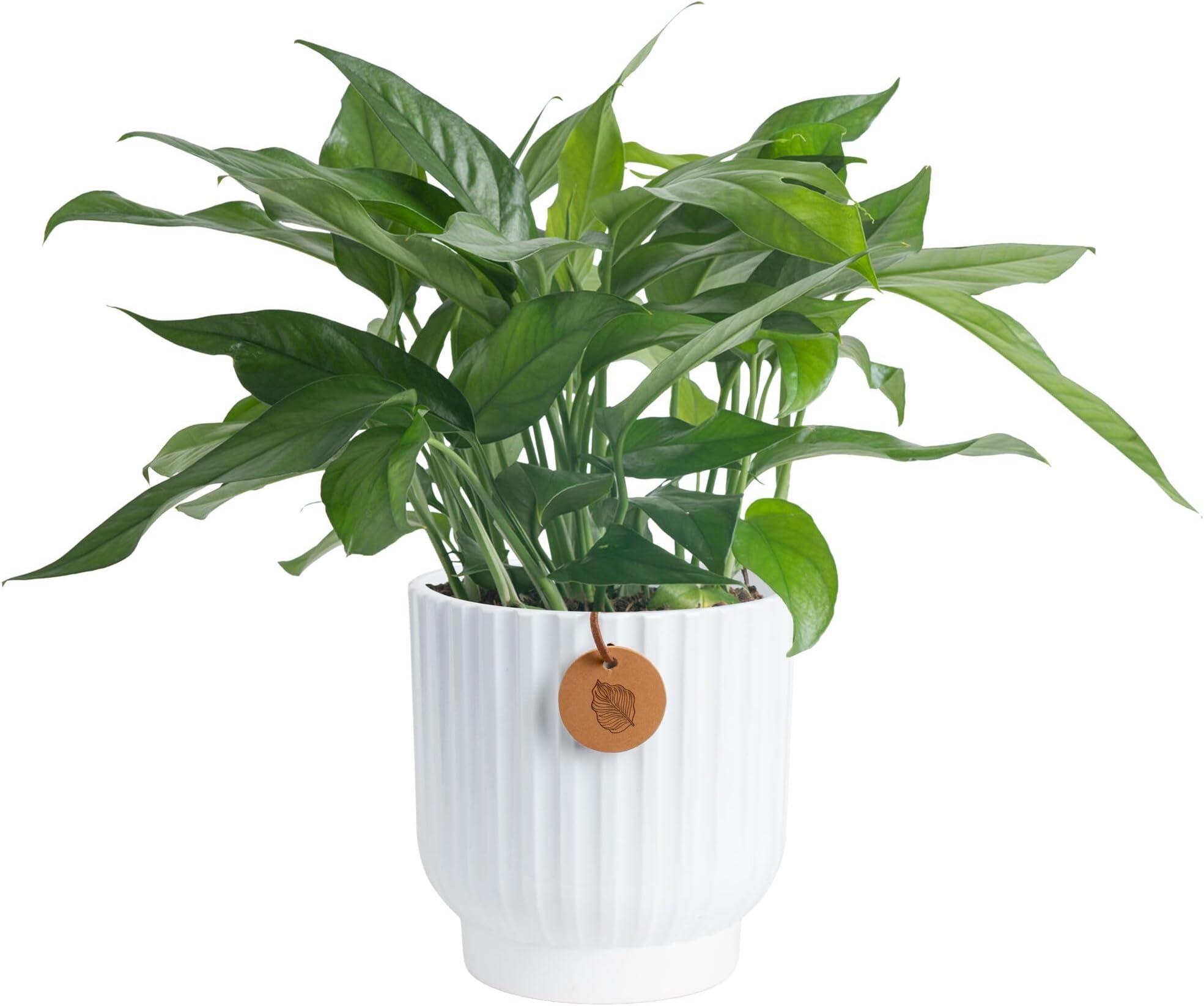 Costa Farms Baltic Blue Pothos Live Plant in Decorative Pot, Air Purifying Indoor Houseplant, Perfect for Home, Room, or Office Decor, Great House Warming or Birthday Gift, 10-14 Inches Tall