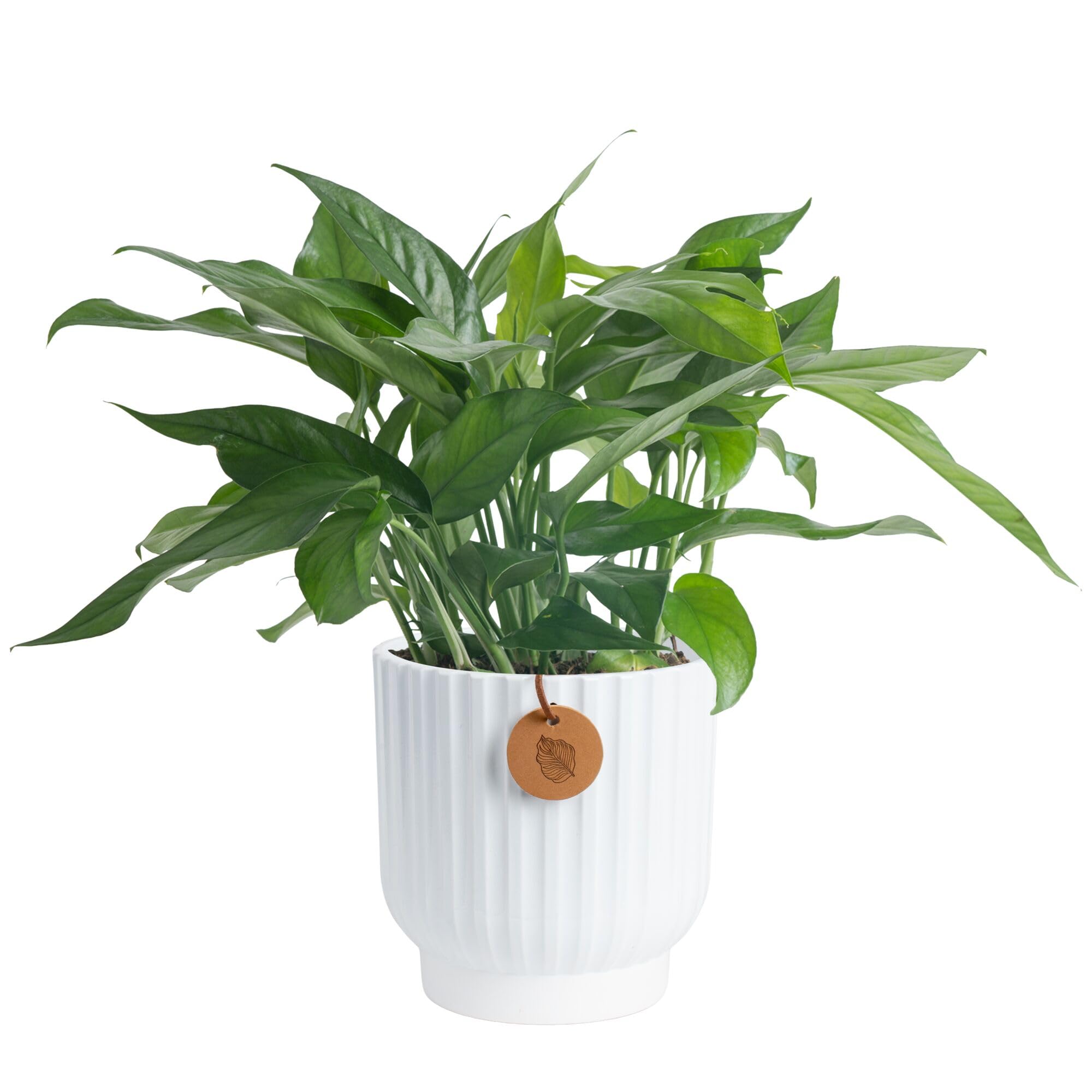 Costa Farms Baltic Blue Pothos Live Plant in Decorative Pot, Air Purifying Indoor Houseplant, Perfect for Home, Room, or Office Decor, Great House Warming or Birthday Gift, 10-14 Inches Tall