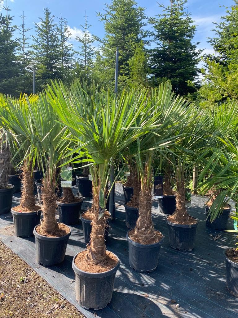Trachycarpus Fortunei Palma a ventaglio cinese, 140-160 cm, altezza del tronco 30-35 cm, resistente fino a -18°C, vaso Ø 33 cm