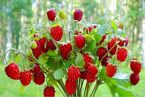 Miniatura 3 de Semillas dulces de fresa silvestre para plantar Fragaria Vesca Fraisier des Bois unas 100 semillas
