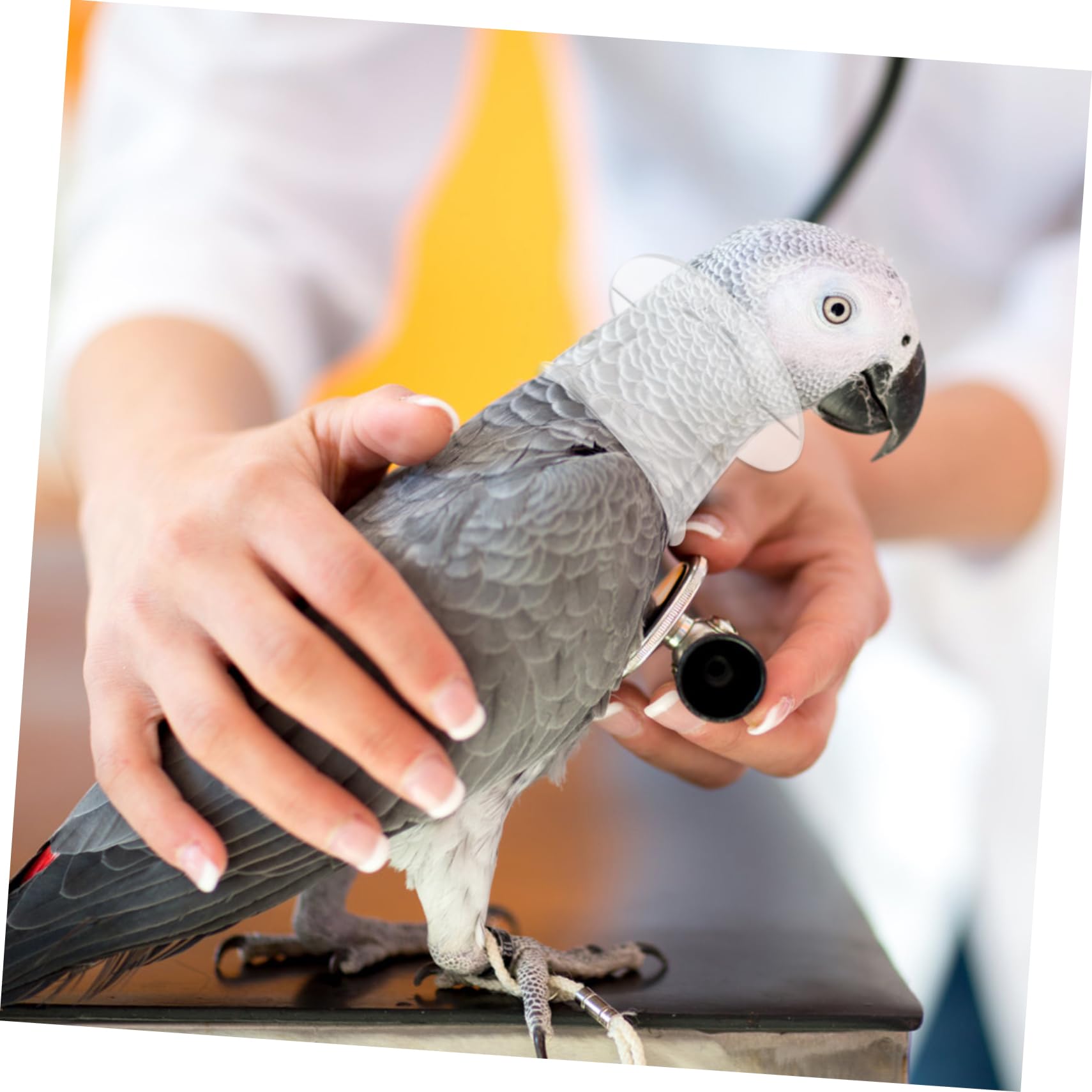 BESPORTBLE Bird Collar Parrot Harness Parrot Necklace Bird Supplies Bird Collar for Parrots Parrot Cage Accessories -Plucking Collar