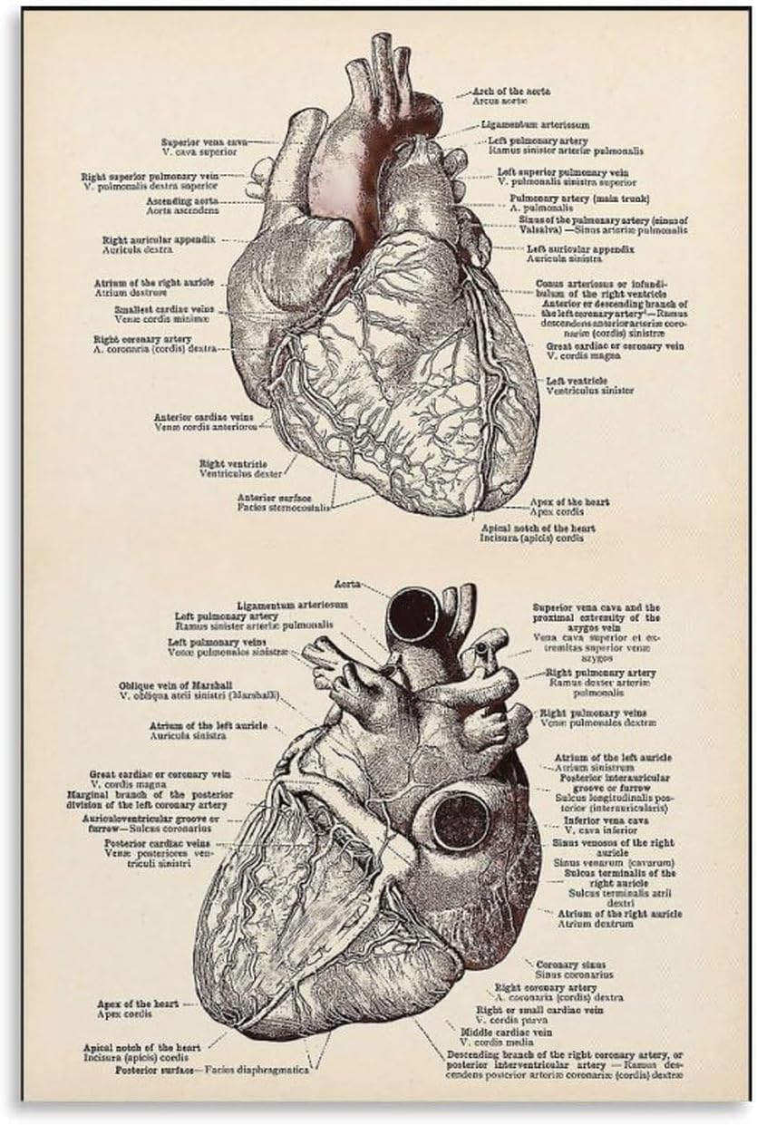 AMZPOSTERLN Vintage Heart Anatomy Poster Heart Knowledge Canvas Art Aesthetic And Wall Art Picture Decor Poster 12x18inch(30x45cm)