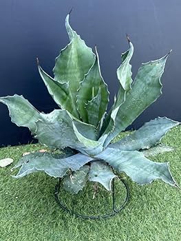 Amazon.co.jp: Agave salmiana v.feroxCrazy Horse アガベ