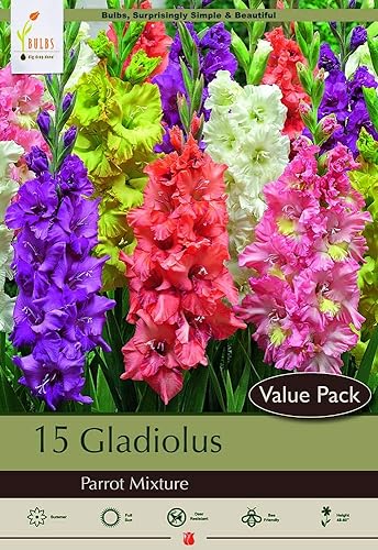 'Parrot Mix' Gladiolus 8 Bulbos - Muy Valor! 125.5 in