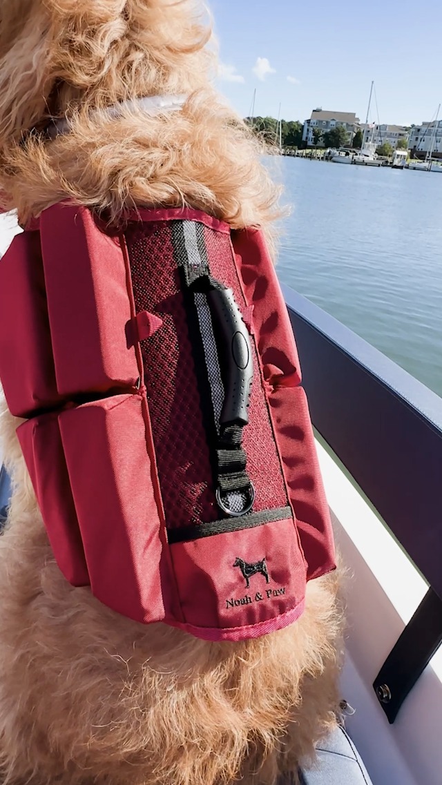 Amazon.com : NOAH & PAW Dog Life Jacket, Human Standards