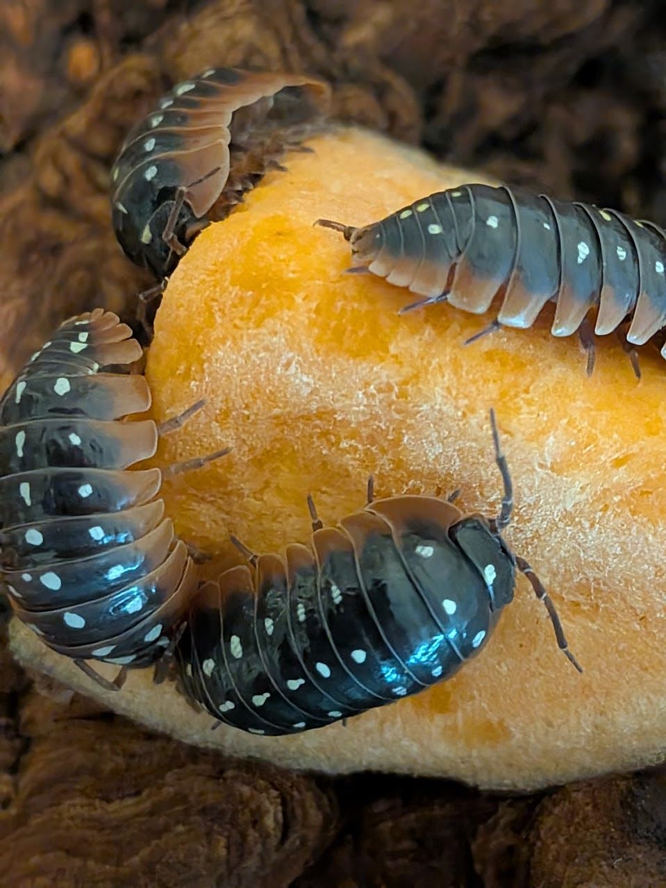 Live Clown (Armadillidium klugii) Isopod - Cleanup Crew, Reptile & Amphibian Food (10 Count)