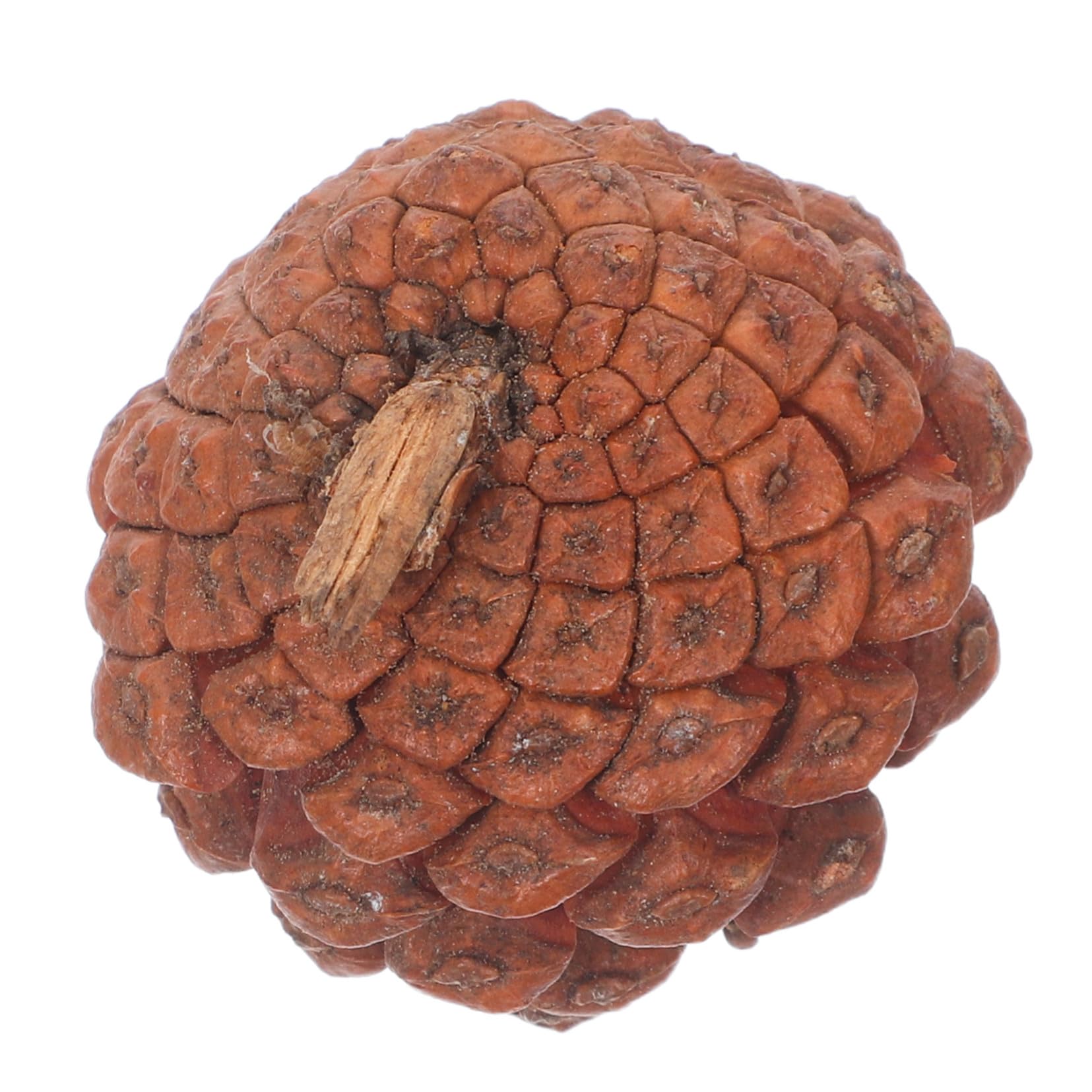 Zerodeko 120 Stück Teiliges Kleine Natürliche Tannenzapfen für Basteln und Dekoration Vielseitig Einsetzbar als Vase Füller oder Weihnachtsbaum Schmuck Nachhaltige Mini Pine Cones für