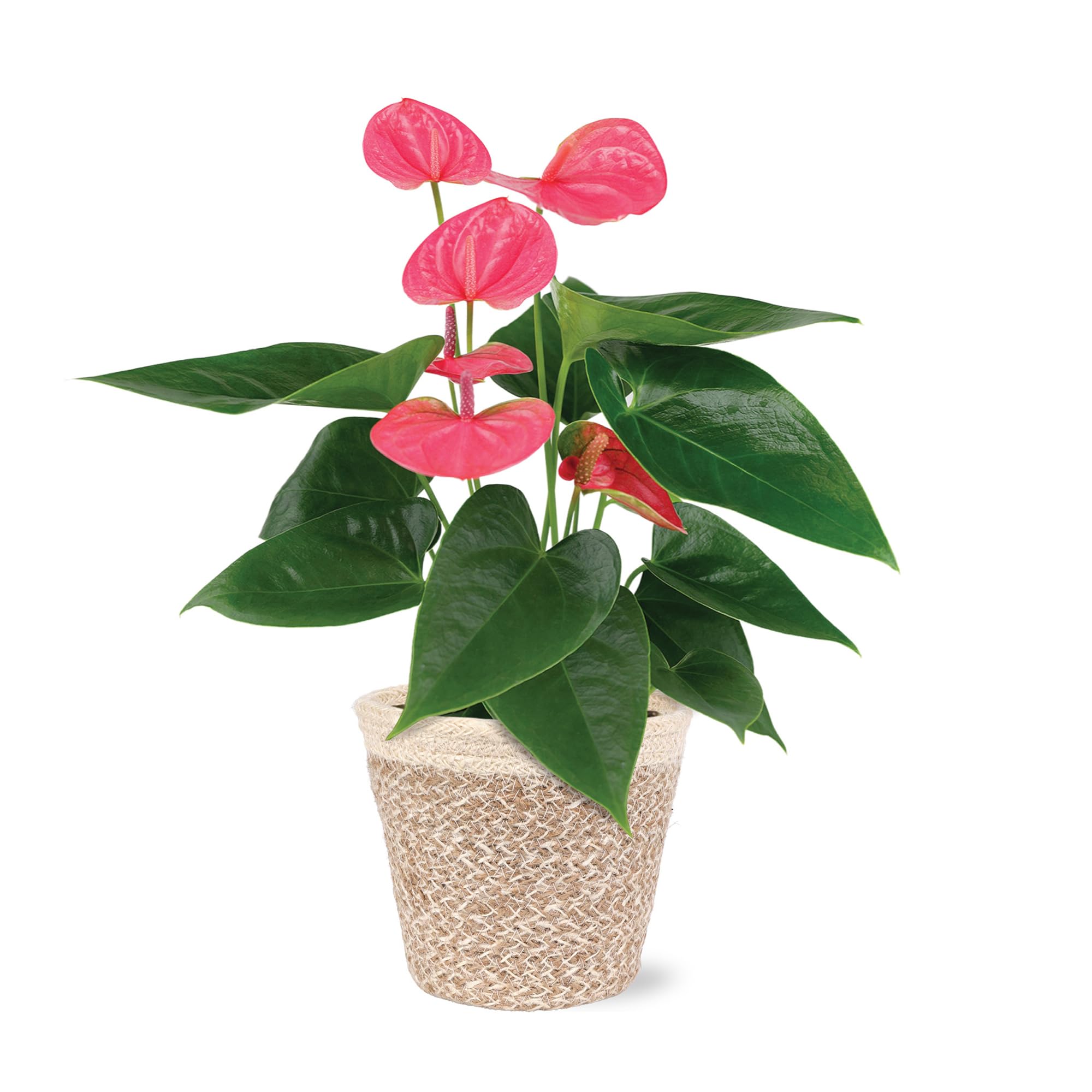Green Circle Growers Pink Anthurium