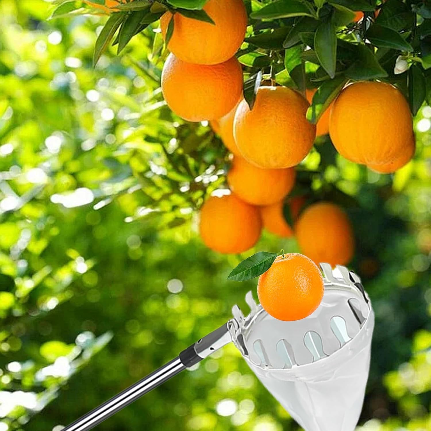 420cm Ramasse Fruit INOX, Cueille Fruit Con Perche, Cueilleur Fruits Amovible, Cueille Cerise, Cueille Pomme, Cueille Fruit, Outil Cueillette Jardin， Cueille-Fruits avec Sac, Ramasse Pomme
