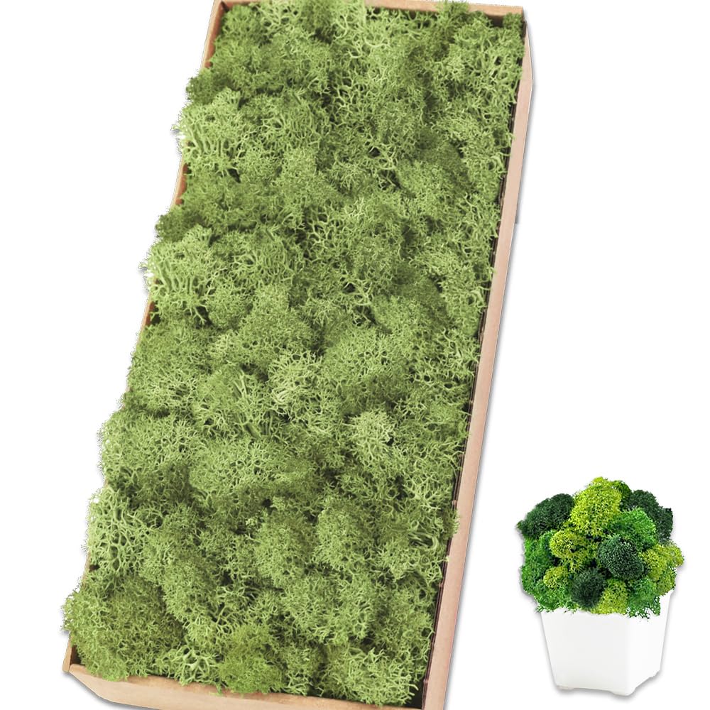 Preserved Reindeer Moss, 17.6 oz Chartreuse Moss for Crafts