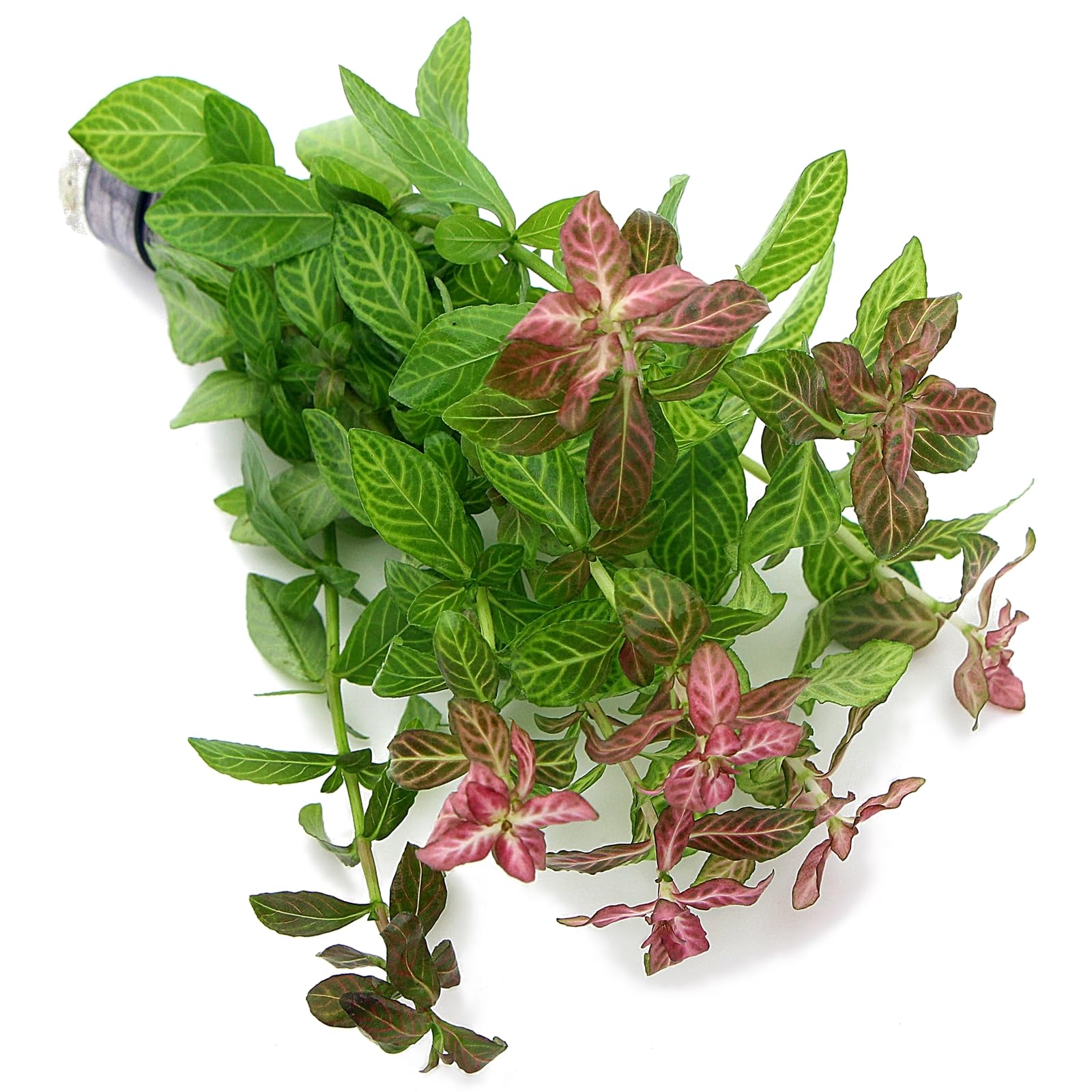 K2AQUA Hygrophila Polysperma Rosanervig Bunch Live Aquarium Plant Freshwater Fish Tank Decoration Vibrant Red Green Leaves Healthy Aquatic Flora Easy Care Stems Natural Oxygenation Planted Tank