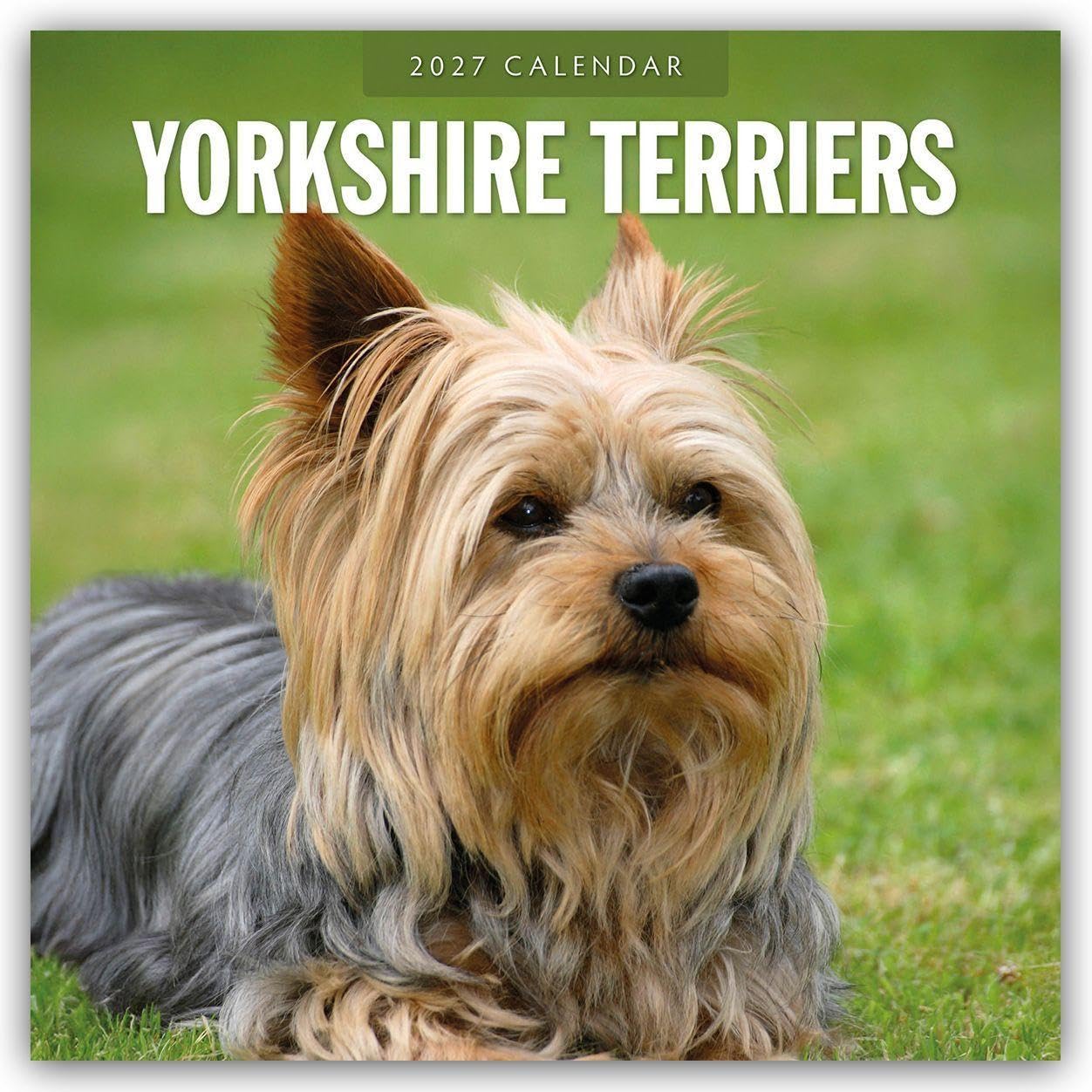 Yorkshire Terriers 2027 Square Wall Calendar: Original Red Robin Publishing Ltd-Kalender [Mehrsprachig] [Kalender]