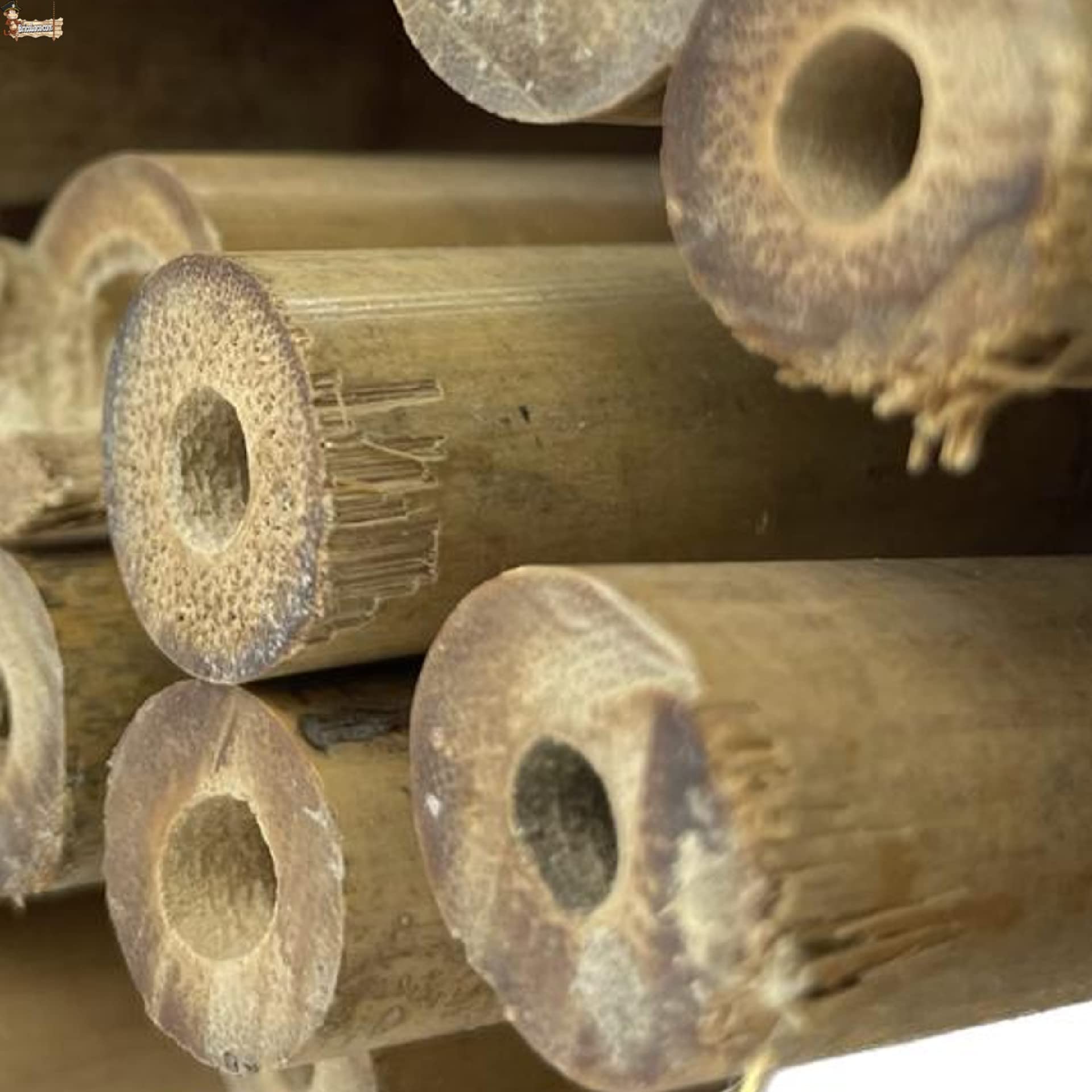 BricoLoco.com Tutores de Madera para Plantas. 25 uds. de 1,80 MTS. Caña Varilla Tutor caña de bambú Redondo para Soporte, guiar y entutorar árboles, Plantas, Tomates. (25, 1,80 MTS, Ø 16/18 mm)