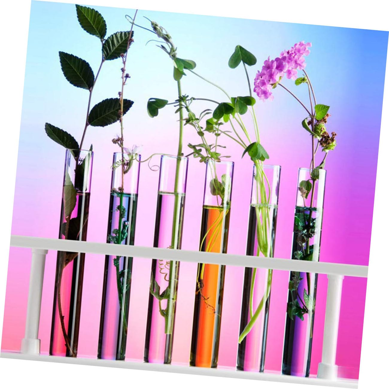 Zerodeko 5 Set Provetta Tappi A Forma Di Chiaro Misurazione Borosilicato Terrarium Jar Provette Contenitori Per Confettata Flaconi Campione Fiala Da Centrifuga Di Legno 10 Pezzi * 5