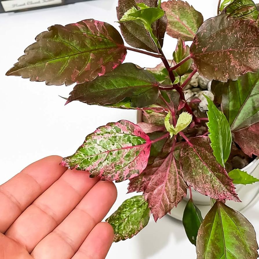 Amazon｜PLANCHU 熱帯花木 ハイビスカス レッドロコ 3.5号鉢