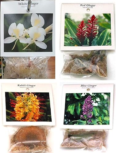 Miniatura 2 de Plantas de jengibre hawaiano Roots rojo, azul, blanco y amarillo Hawaii Tropicals