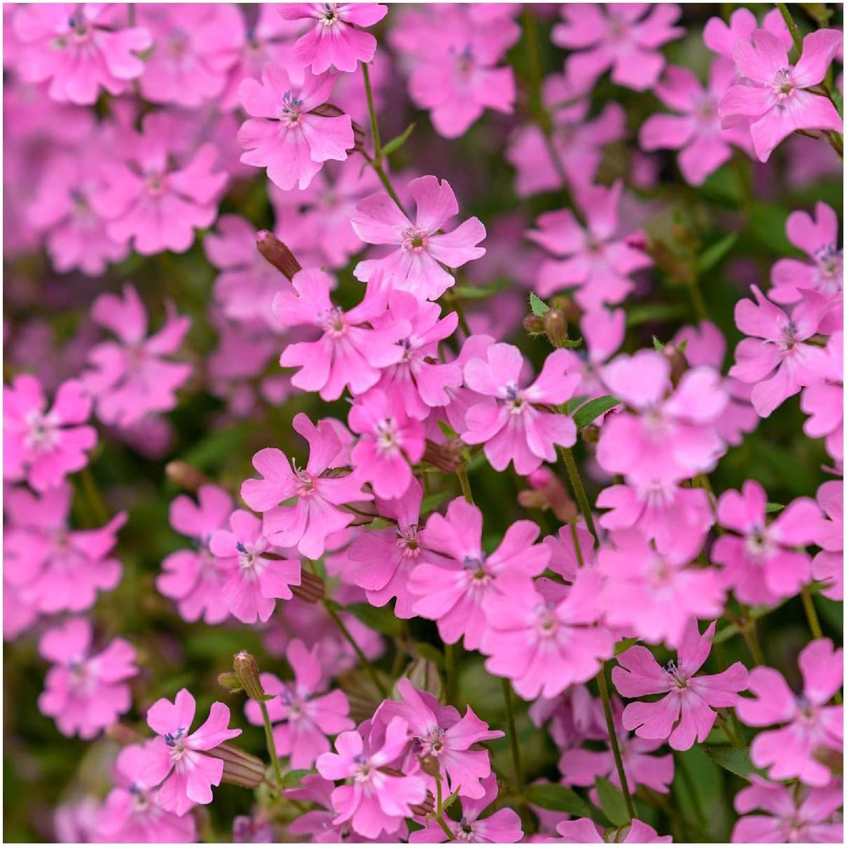 Everwilde Farms - 1 Lb Nodding Catchfly Wildflower Seeds - Gold Vault