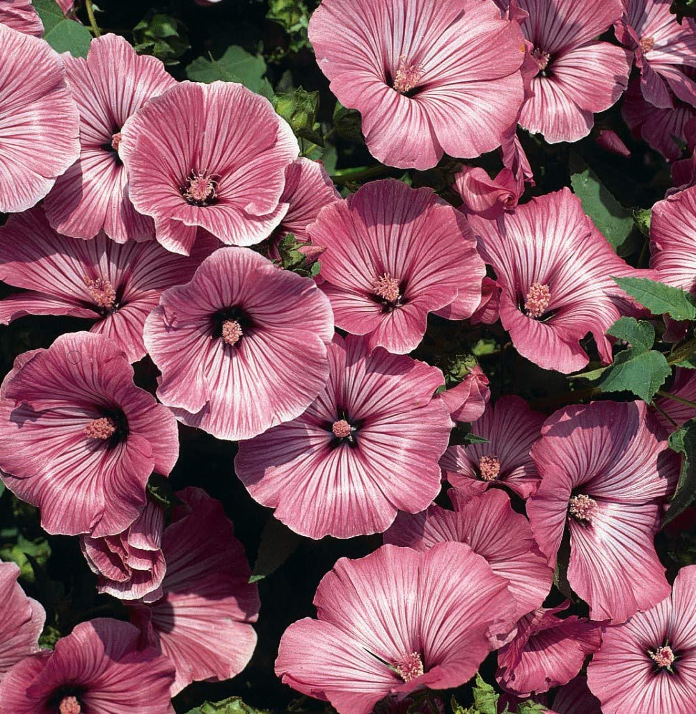 Thompson & Morgan - Flowers - Lavatera Silver Cup - 75 Seed