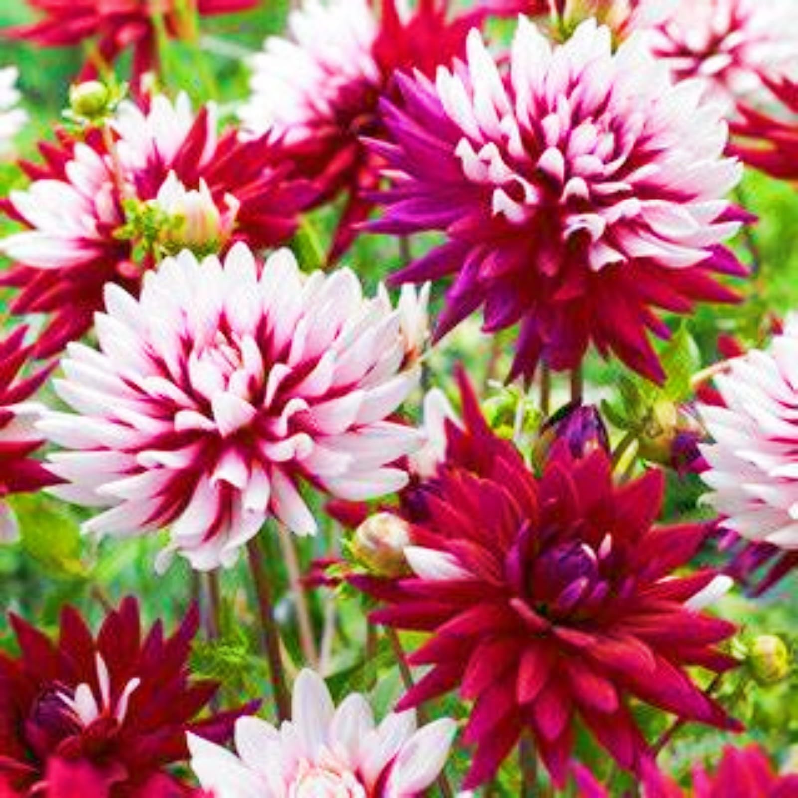 Dahlia Bulbs-Dahlia Plant Dahlia Bulbs for Planting Now UK,Hardy Perennial,Ornamental Flowers,Garden Flowers,Wedding Flowers-8bulbs-b โ image 1