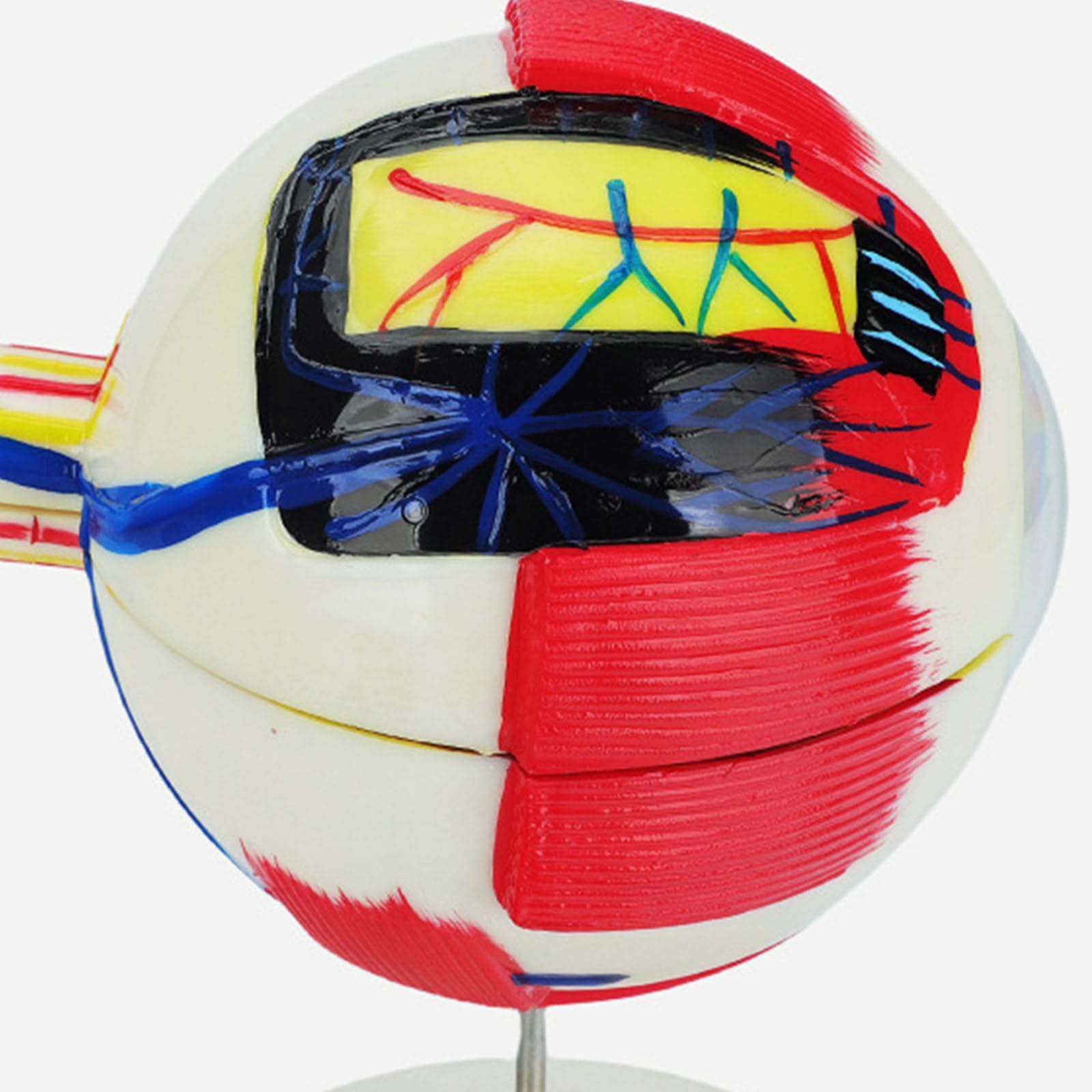 6 x modelo de anatomía humana ampliada desmontable de PVC anatómico ojo humano herramienta educativa para laboratorios de ciencia, enseñanza de PVC