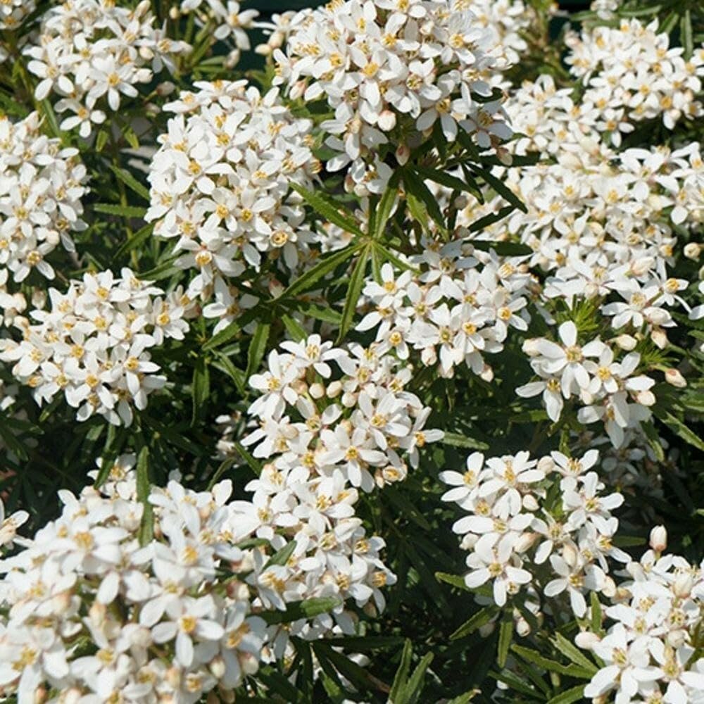 Plant Theory White Dazzler Mexican Orange Blossom Choisya x Dewitteana Shrub Plant 2L Pot
