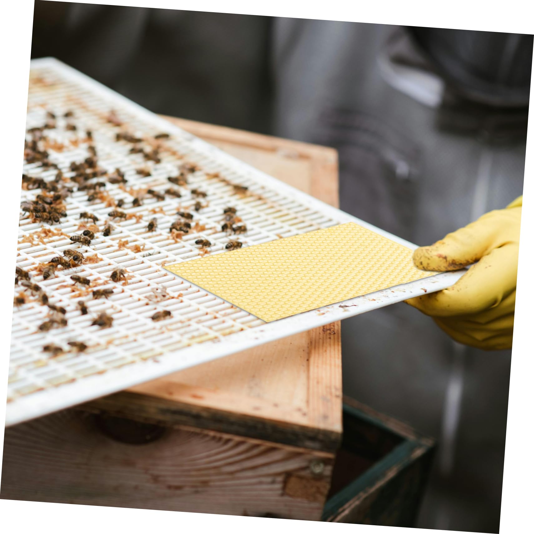 TOYANDONA 10 Pièces Plaques De Cire Gaufrée pour Cadres De Ruche Équipement Apiculture Cire Abeille Naturelle pour Nid Abeille