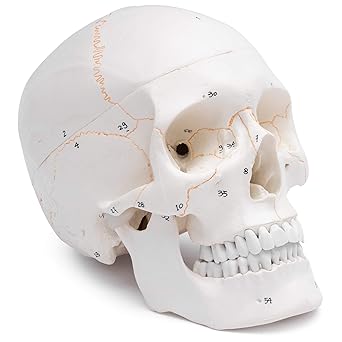 Anatomical Human Skull Model, 3-part, Numbered, with Sutures, Life Size