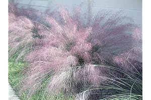 Blue Muhly Grass: The Wispy Cloud of Your Garden