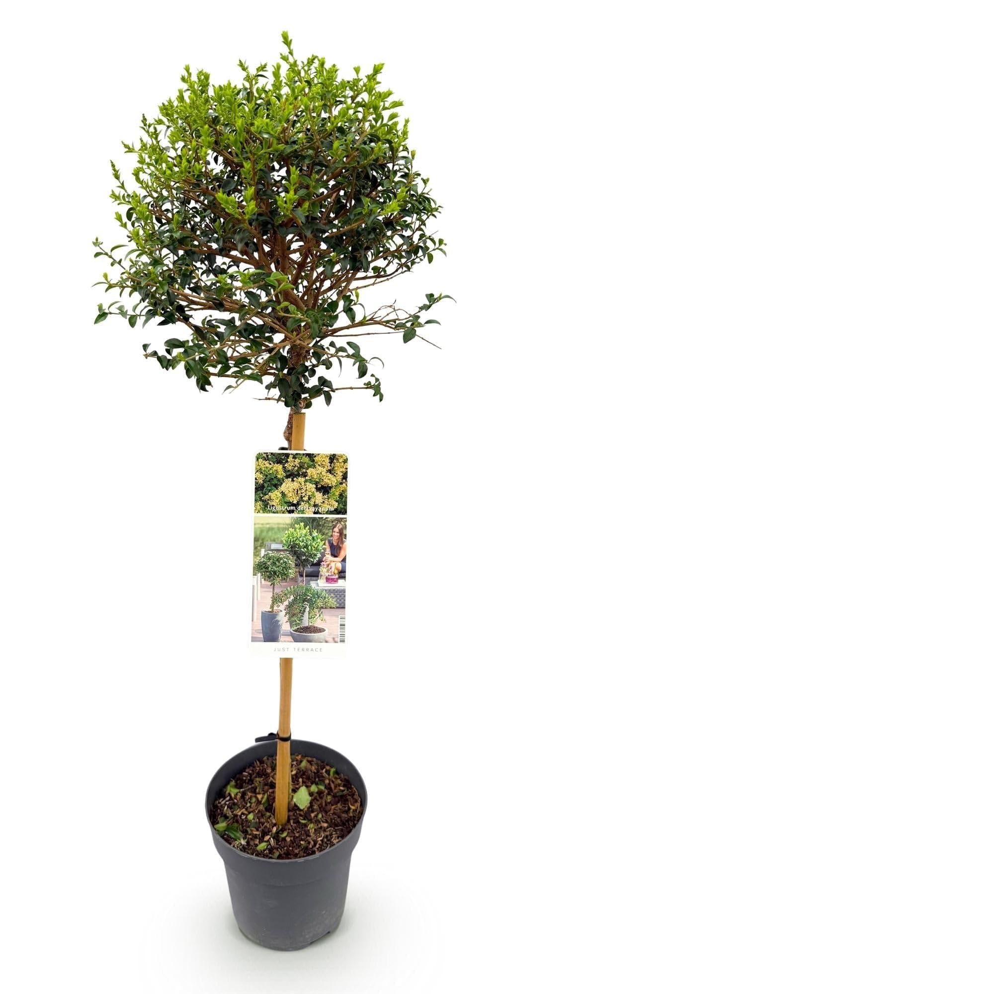 Ligustrum delavayanum roślina łodygowa, zimozielona, łatwa w pielęgnacji, Ø 19 cm, wysokość ok. 90 cm, ochrona przed spojrzeniami, na taras i balkon