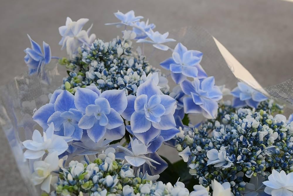 アジサイ　5寸6種6鉢 紫陽花 51GxNcE3m4L._UF350,350_QL50_.jpg