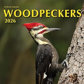 2026 Woodpecker Birds Hangable Wall Calendar Monthly Wood Pecker Wildlife Bird Photo Birder Watching Gift Nature Photography Secret Santa Office (2026 Woodpeckers)
