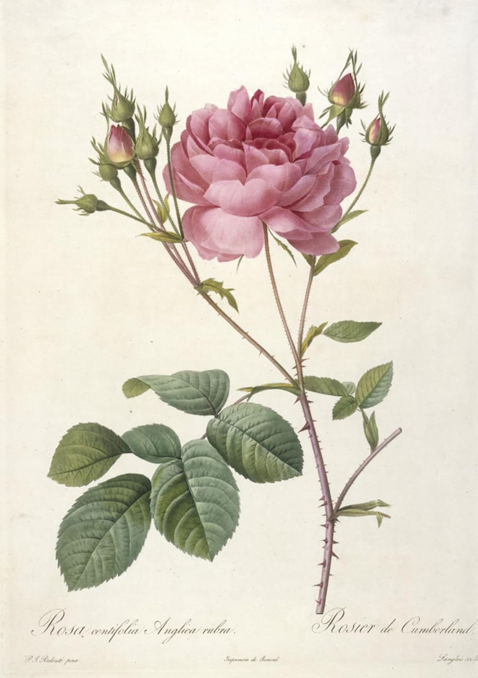 Tableaux Graffiti Art Mural Rosa Centifolia pour Rénover vos Murs - 5