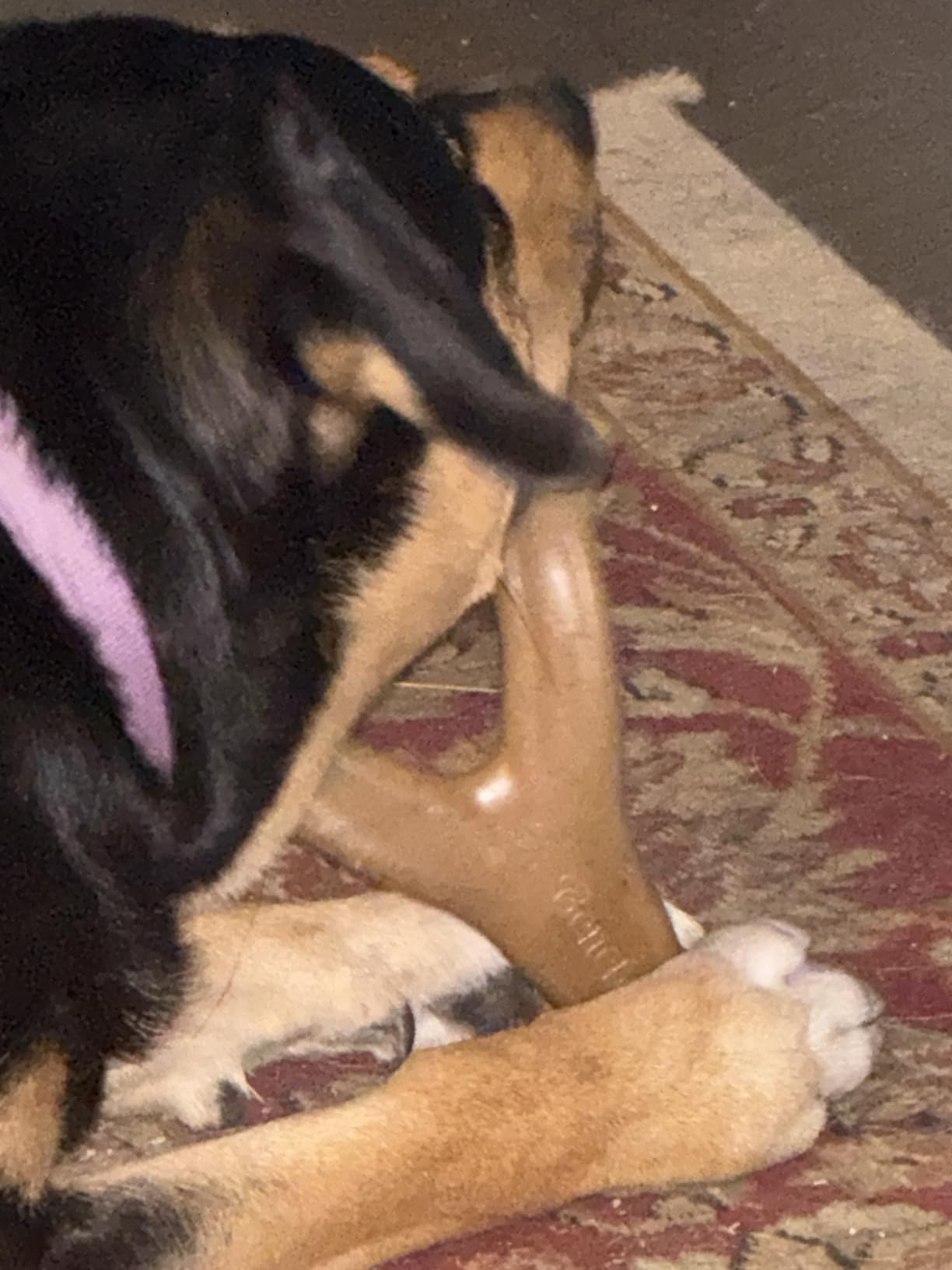 Benebone Wishbone Durable Dog Chew Toy for Aggressive Chewers, Real Bacon, Made in USA, Medium photo review