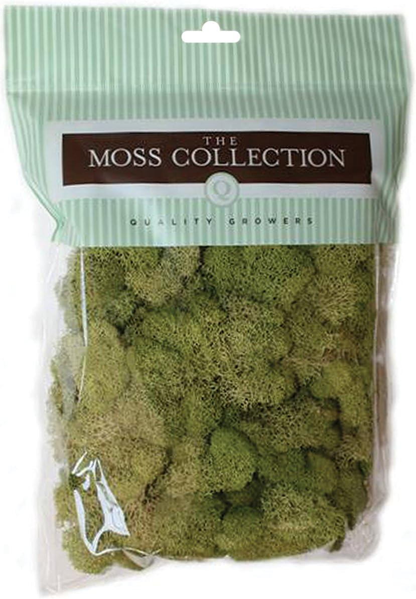 Quality Growers Spring Green-Reindeer Moss, Acrylic, Multicolour