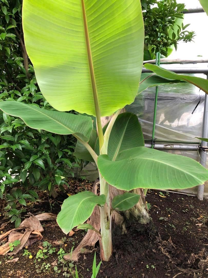 ドワーフナムワ バナナ苗・耐寒性で美味しい！(カットバック苗では有り