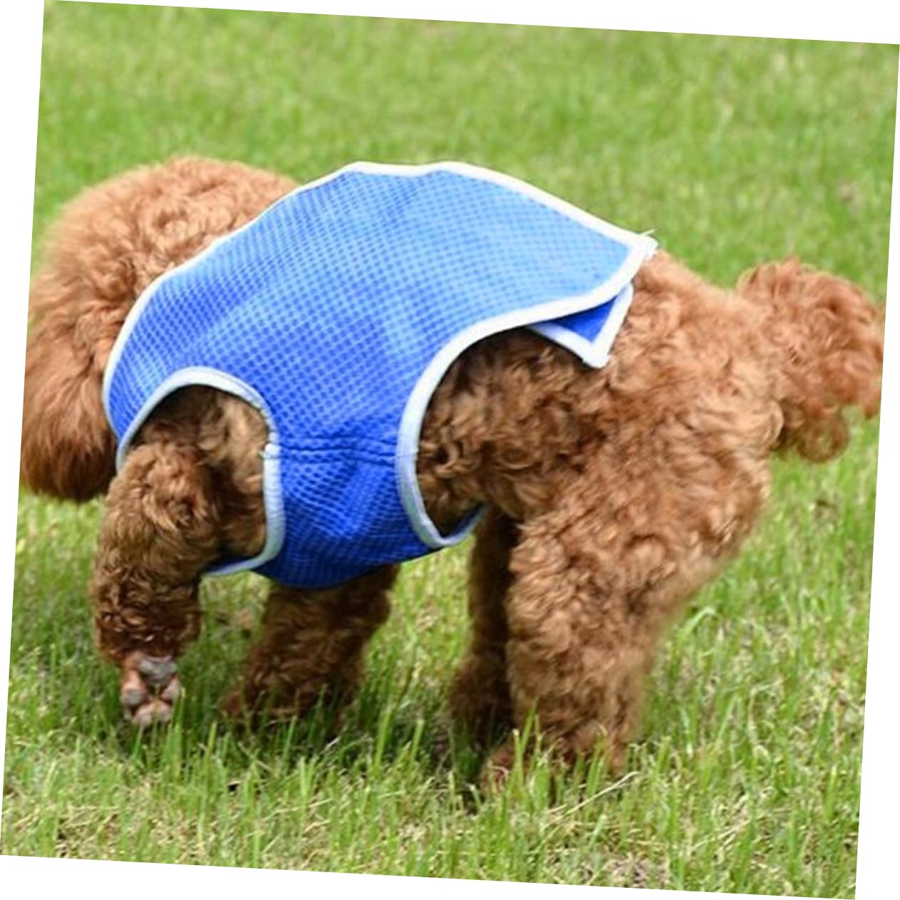 Didiseaon 3pezzi Pet Cooling Dog Ice-cooling Harness Rinfrescante Per Mesh e Traspirante Facile Da Indossare e Lavabile