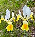 Review Image by bar6101