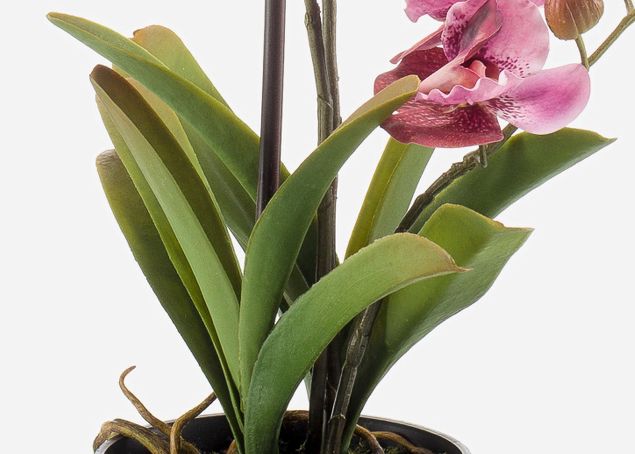 artplants.de Fleur Artificielle Orchidée Vanda Campo, 60cm | Rose-Rose Fuchsia - Fleur synthétique/Fausse orchidée