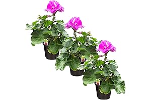 Purple Geranium Plants for Vibrant Spring Blooms