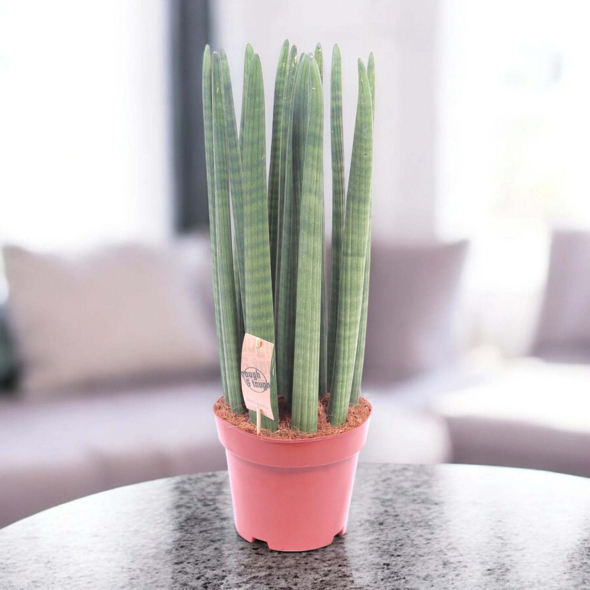 Sansevieria cylindrica 'Straight' Pianta da Interno Ornamentale, Verde, 60 cm, Vaso 17
