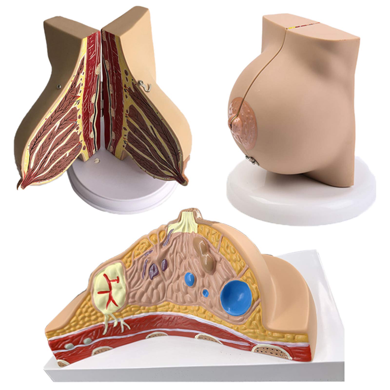 sjdoPulse Female Breast Model - Human Organ Anatomy Model Quiescent Period Lactation Period Chest Anatomical Model - Medical Anatomical Pathological Breast Cross-Section Model (A)