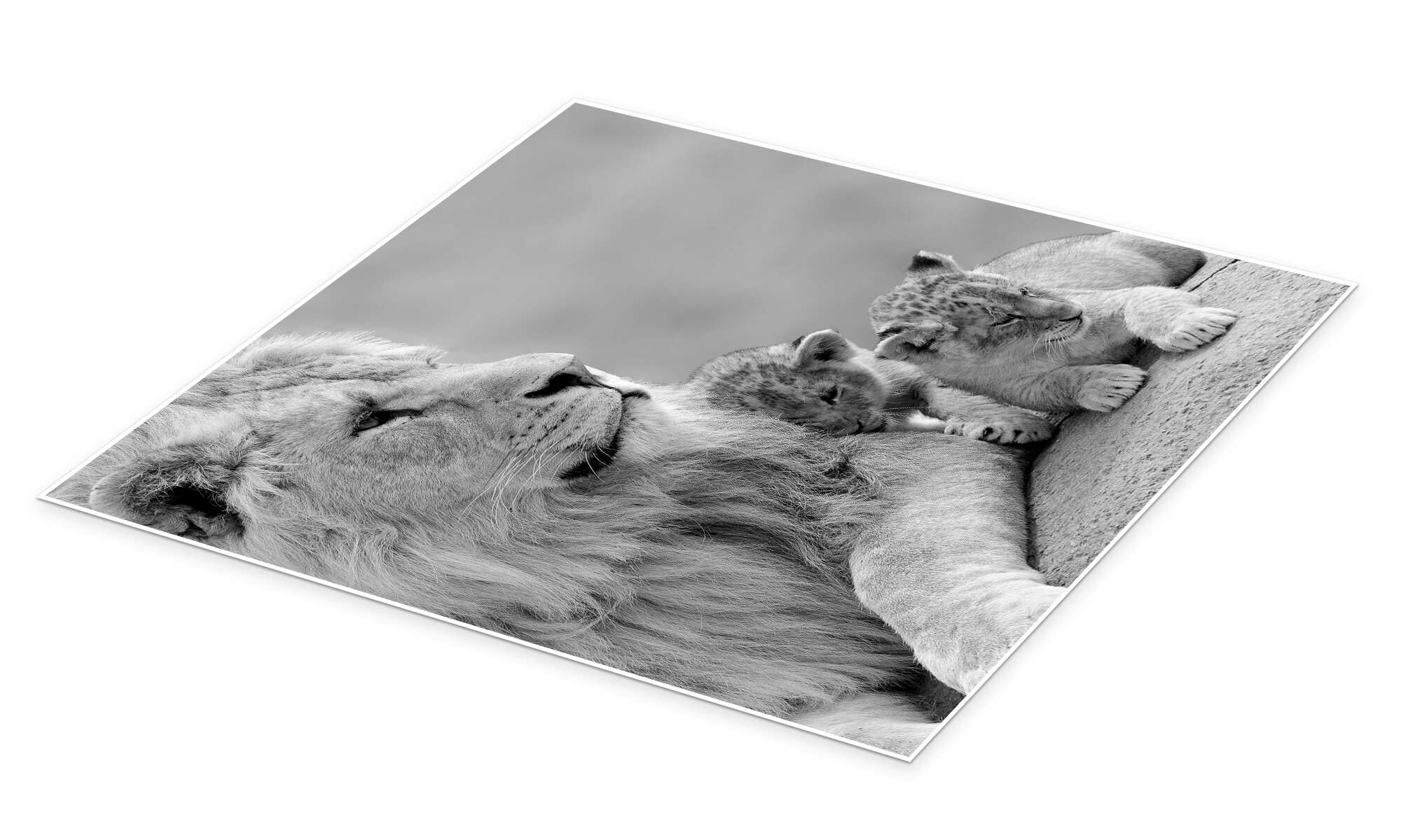 Posterlounge Jóvenes leones en blanco y negro Póster | 100 x 100 cm Blanco y negro Cuadros Decoración para la pared