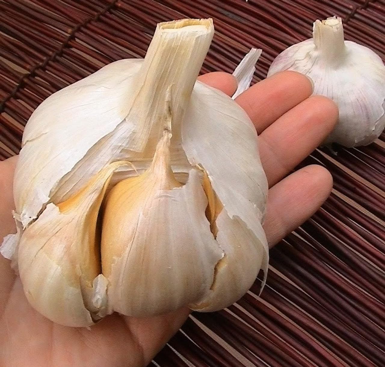 Elephant Giant Garlic Bulbs for Planting Outdoors, 1 Pound