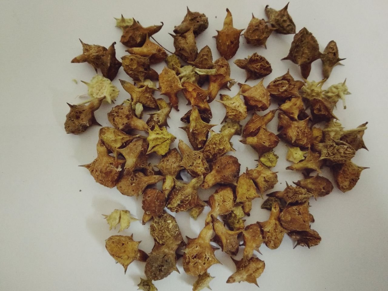 Neotea Devil S Thorn/Burragokhur / Negalu/Neringil / Gokru/Nerinci / Chirupalleru (200g)